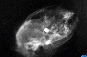 Проникающее ранение в глаз у кошки (рентген)