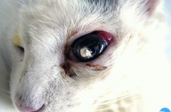 Проникающее ранение в глаз у кошки