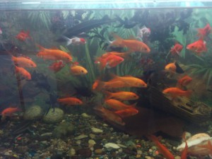 Золотые рыбки в аквариуме