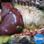 Внешний вид органов при пироплазмозе