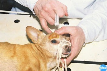 Аденома сальных желез у собаки