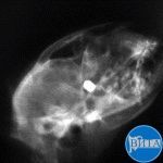 Проникающее ранение в глаз у кошки (рентген)