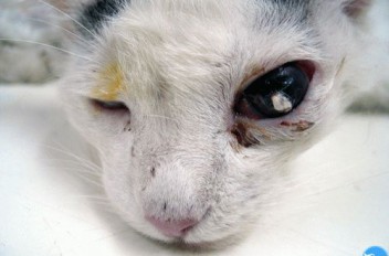 Проникающее ранение в глаз у кошки