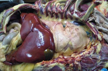 Внешний вид органов при пироплазмозе
