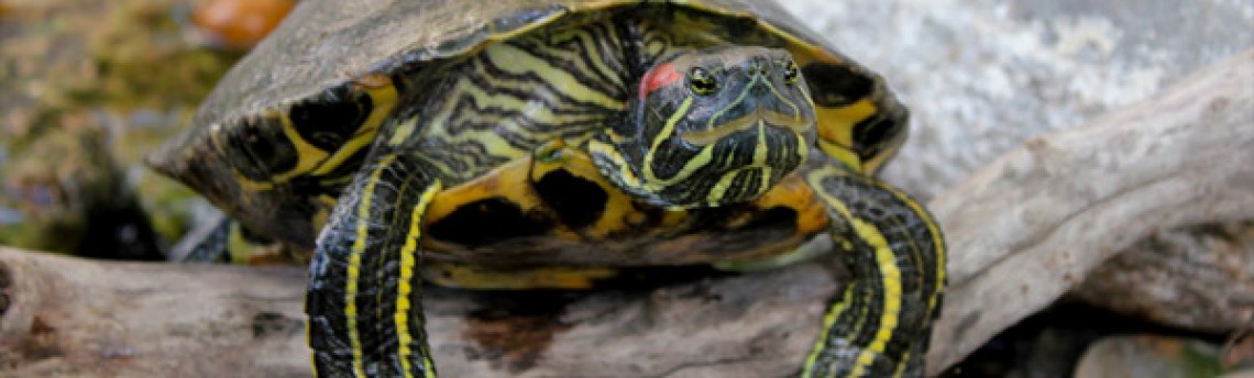 Домашние питомцы: красноухая черепаха
