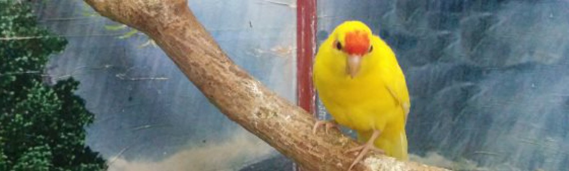 Какарик – прыгающий попугай
