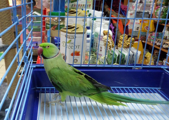 Ожереловый попугай Крамера (Индийский кольчатый попугай)